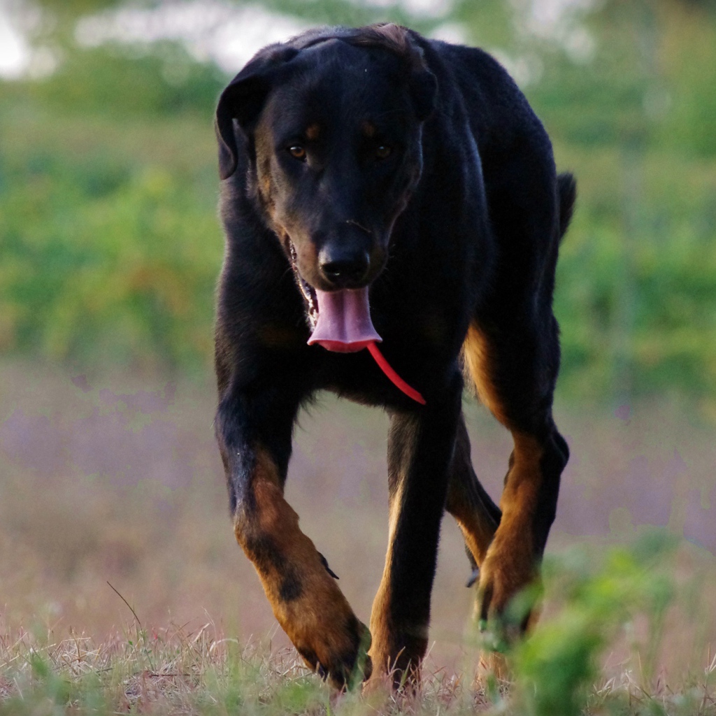 Уставший босерон идёт по полю