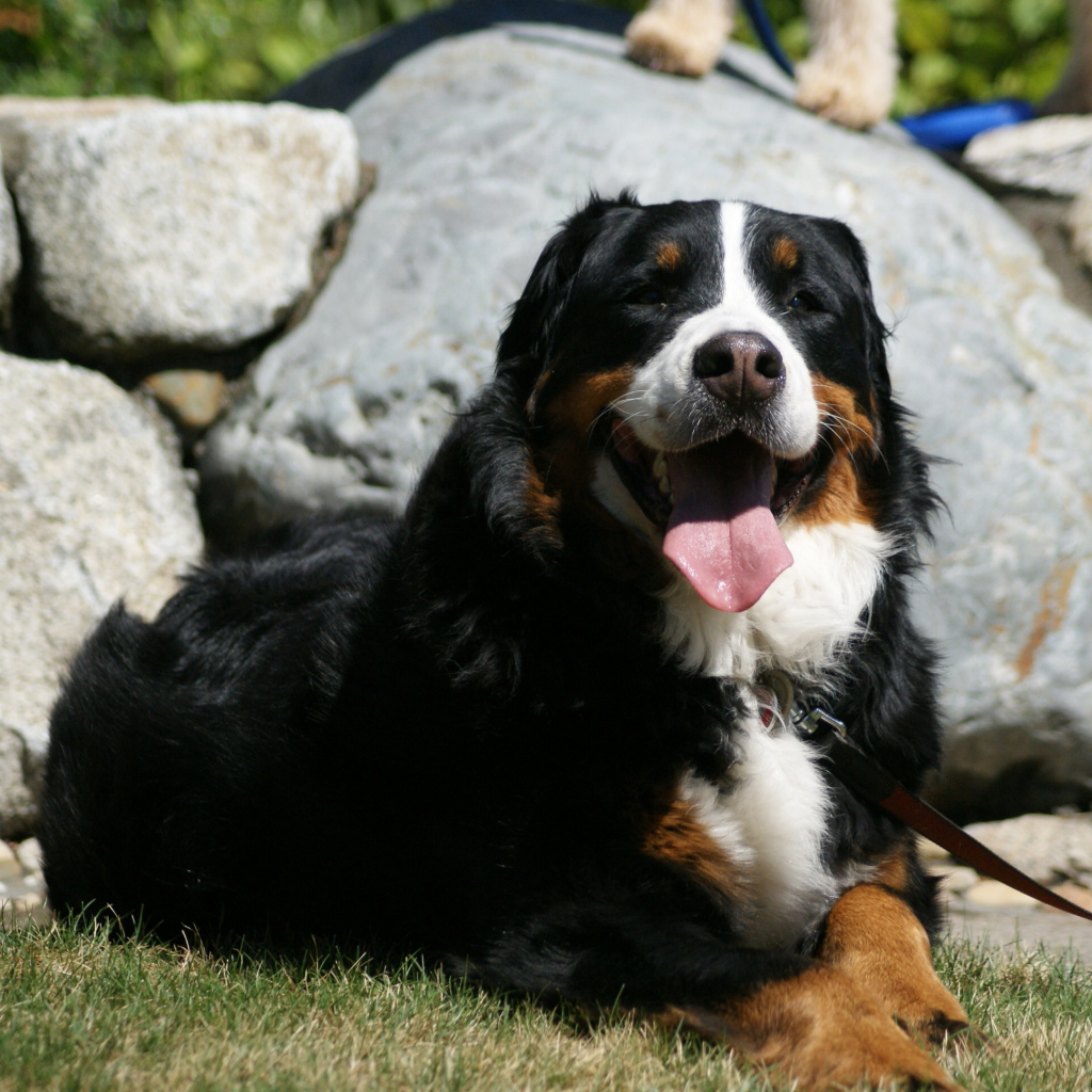 Уставшая бернская пастушья собака на фоне камней