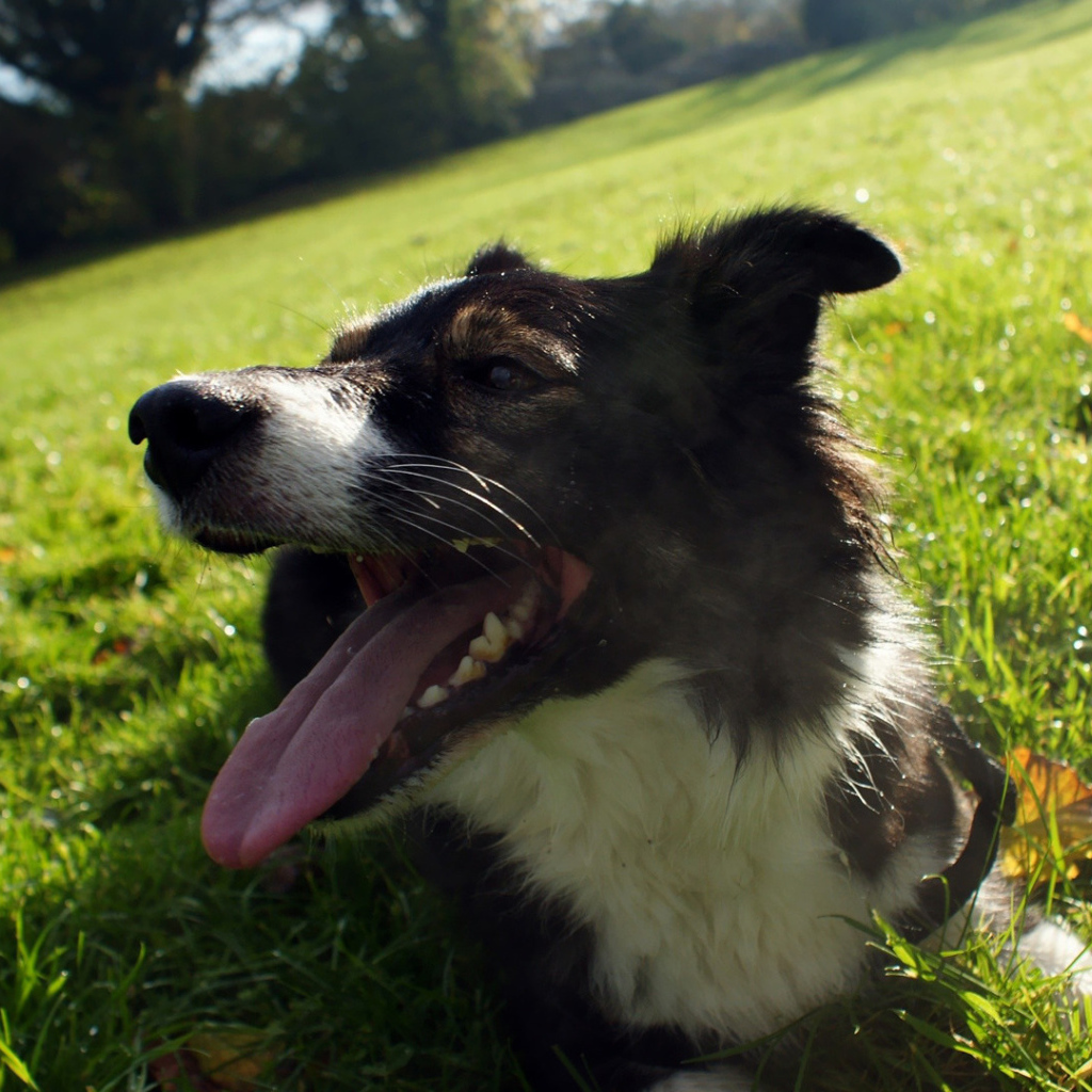Уставшая бордер-колли лежит на траве