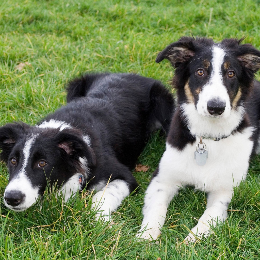 Два щенка бордер-колли лежат на траве