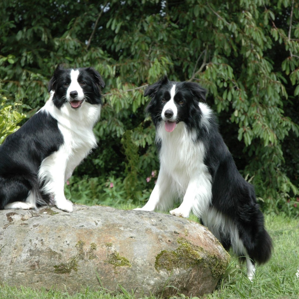 Две бордер-колли на камне
