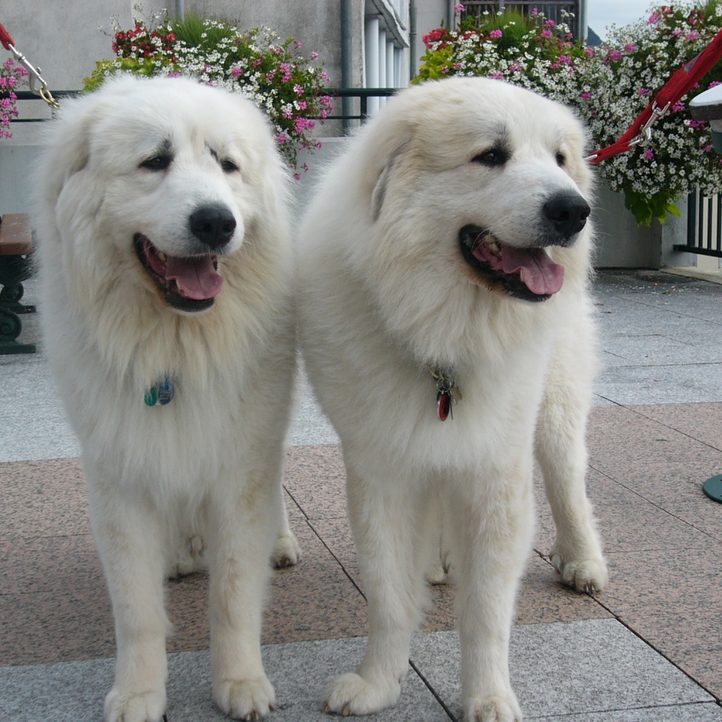 Две большие пиренейские собаки