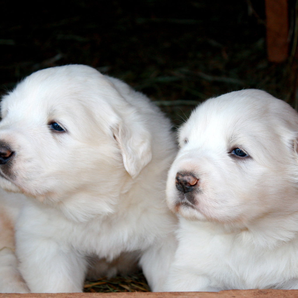 Two Great Pyrenees puppies