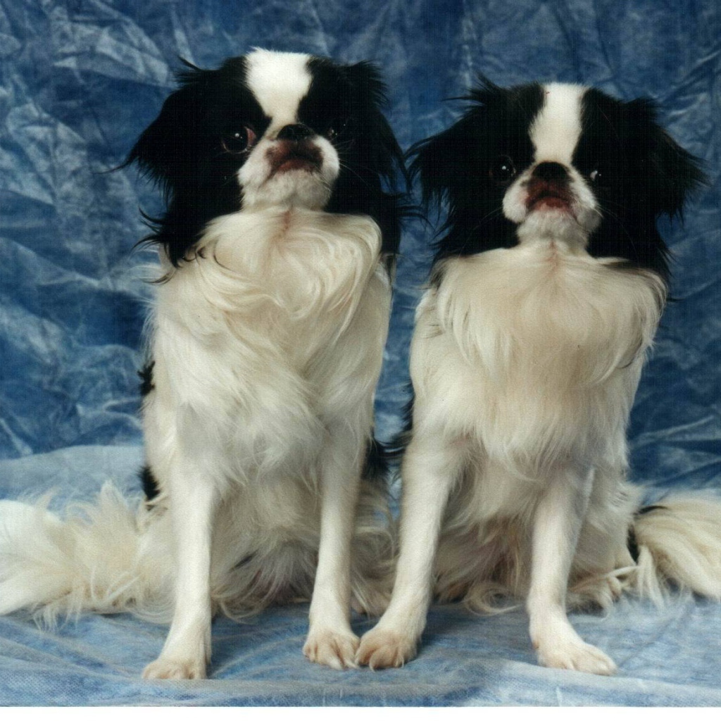 Два японских хина на синем фоне