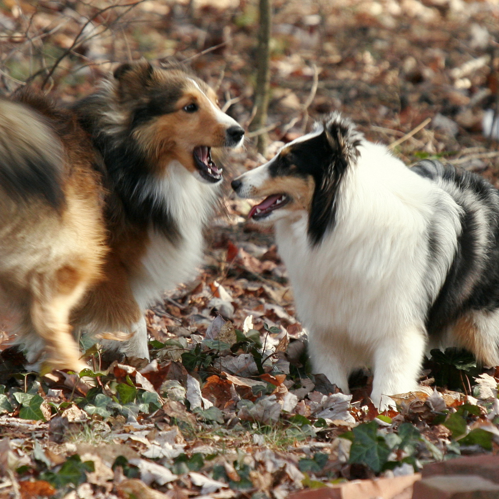 Две собаки породы шелти в лесу