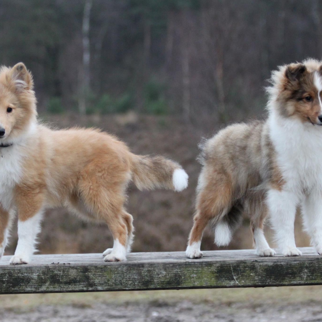 Два щенка породы шелти на деревянной скамейке