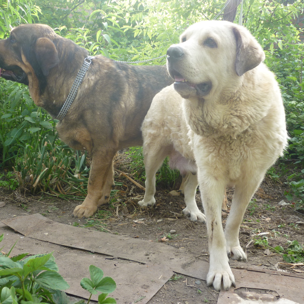 Два испанских мастифа в саду