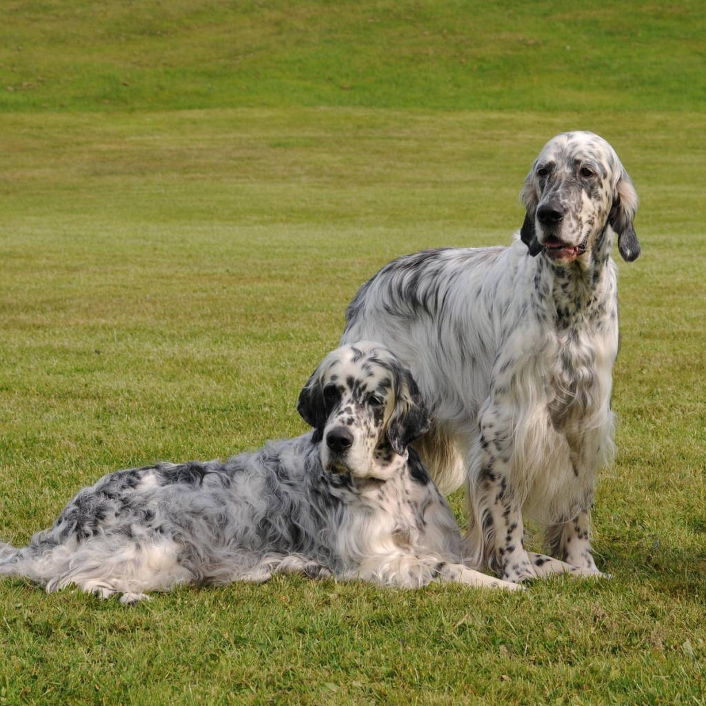Два взрослых английских сеттера