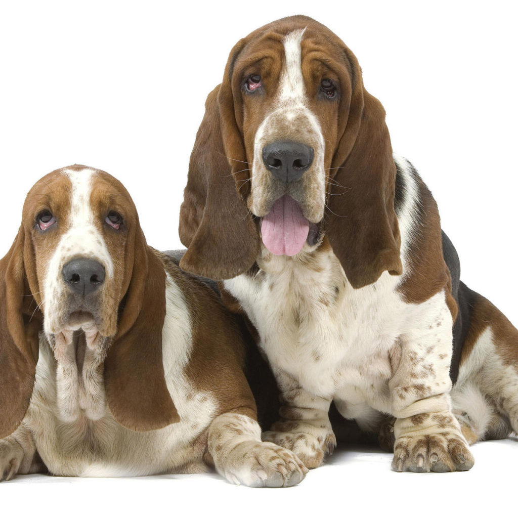 Два бассет-хаунда на белом фоне