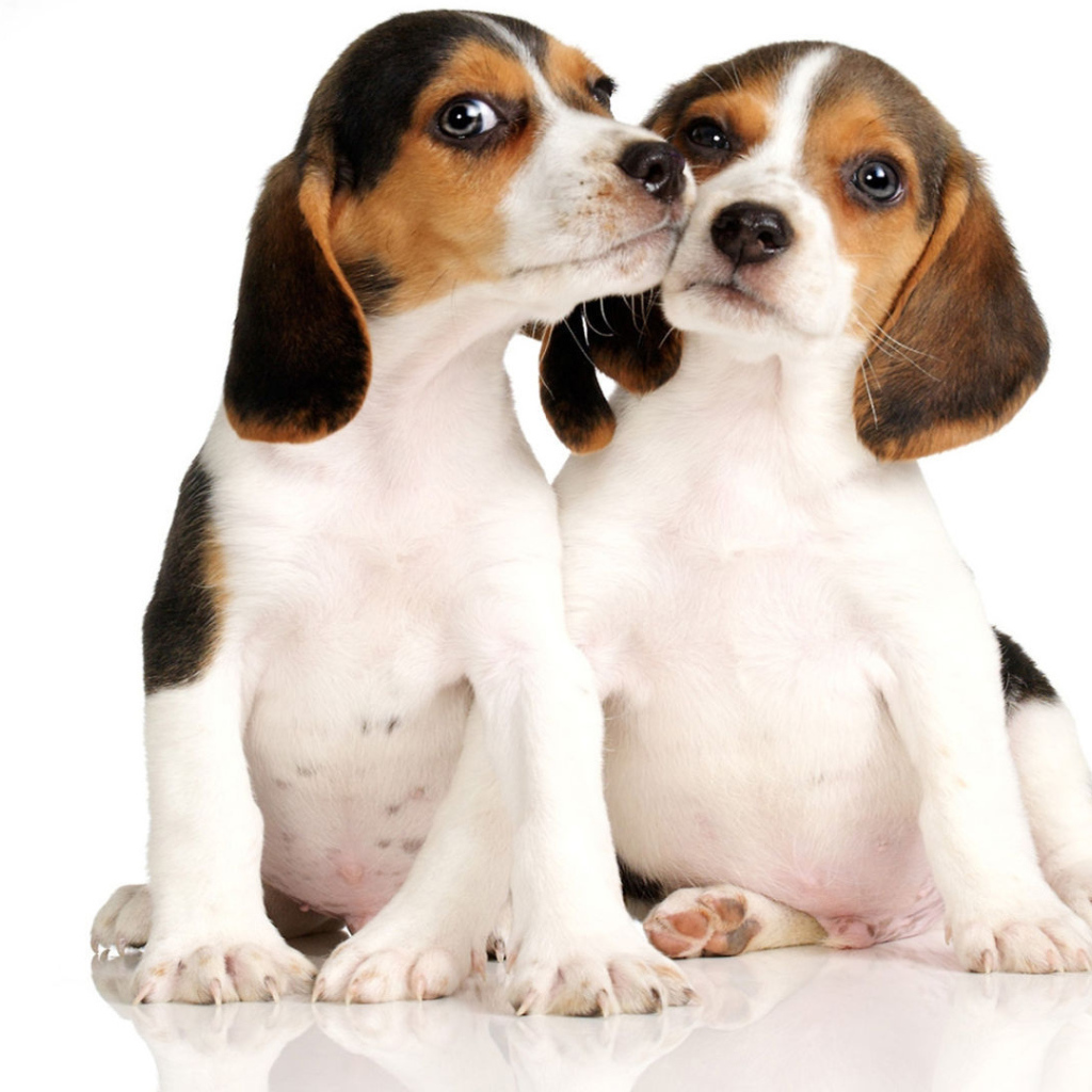 Два щенка породы бигль на белом фоне