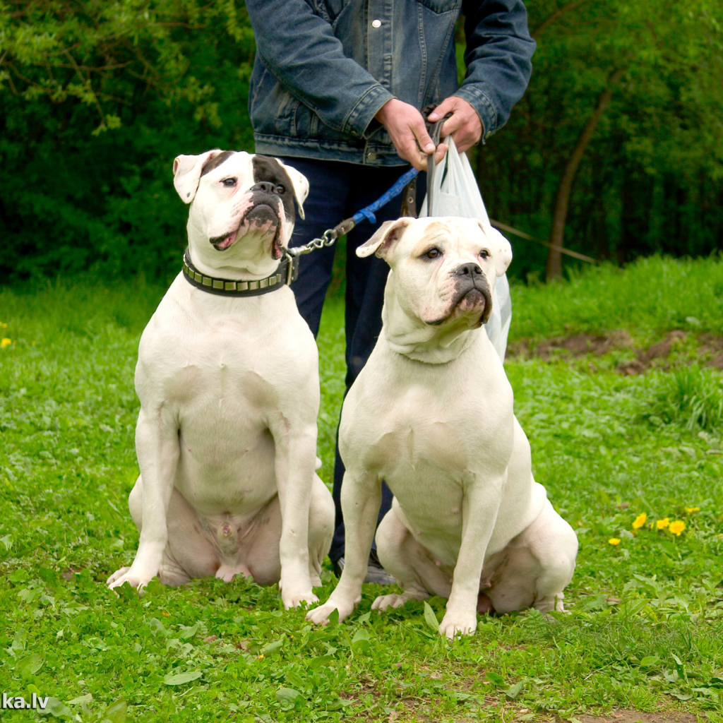 Два красивых американских бульдога