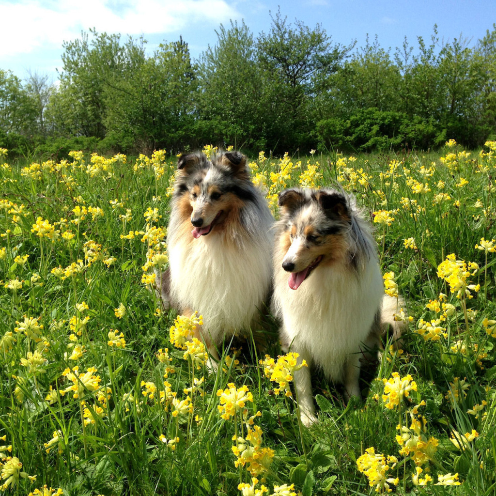 Две красивые собаки породы шелти в цветах