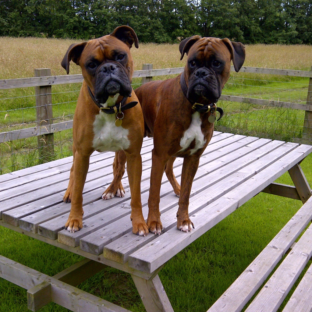 Два боксёра на деревянном столе