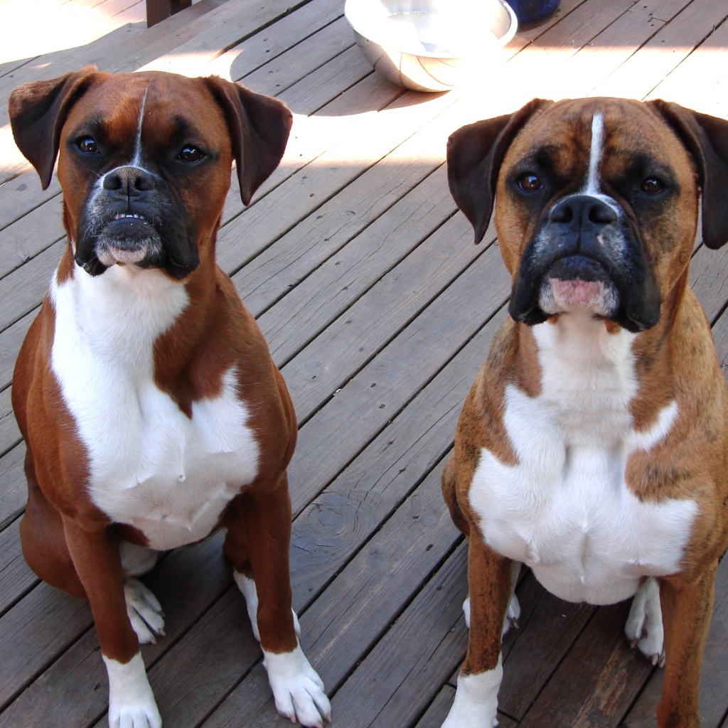 Два боксёра ждут команду