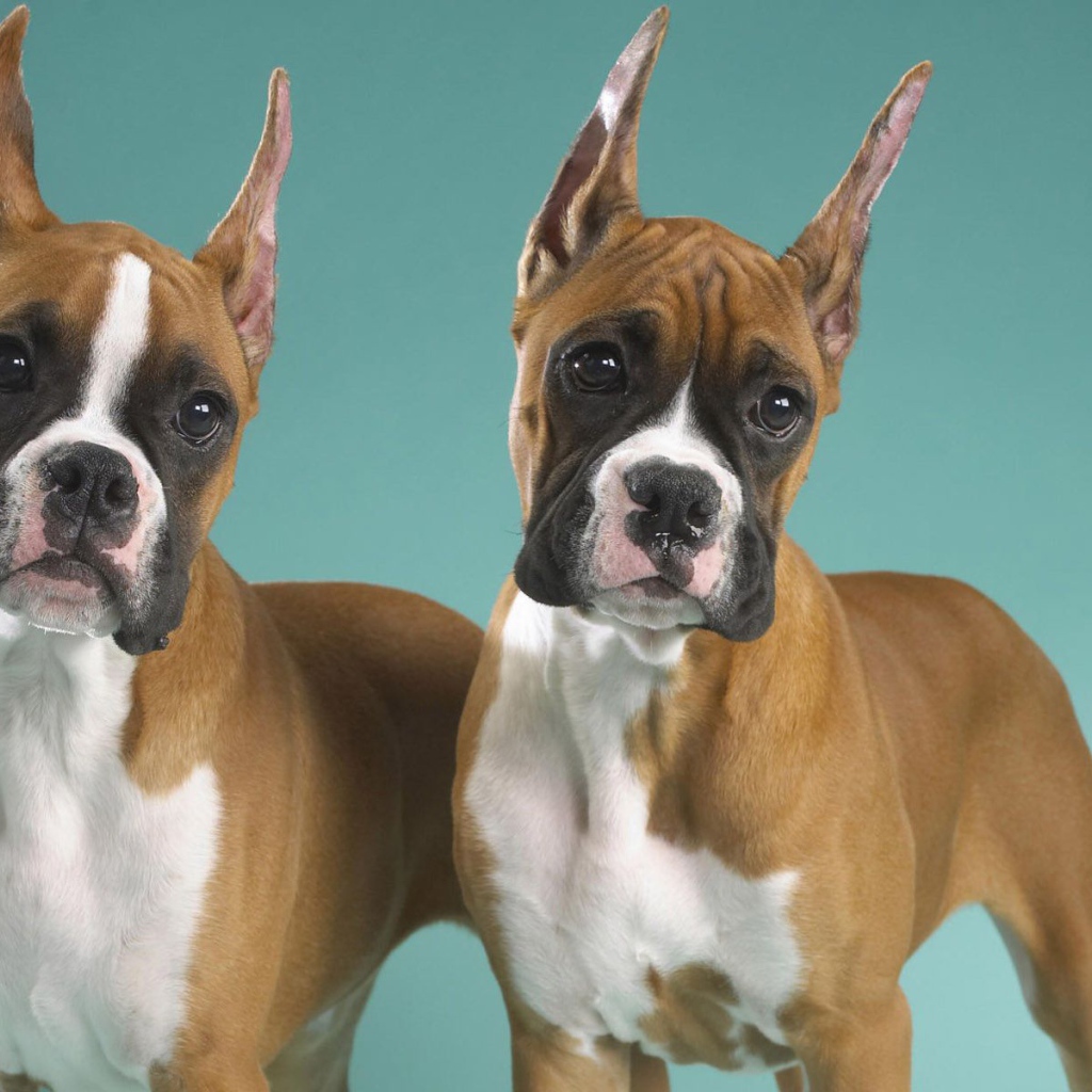 Два брата боксёра позируют