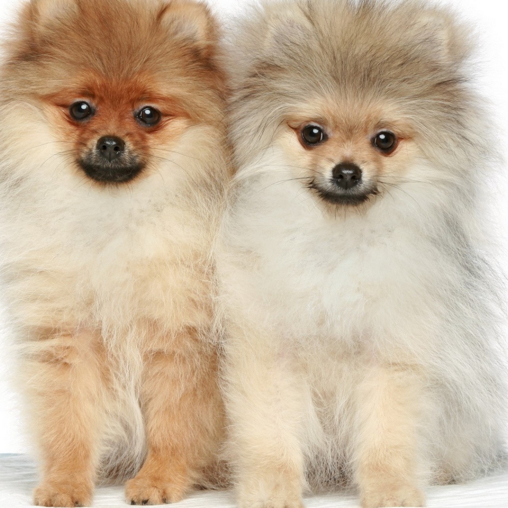 Две милые собаки