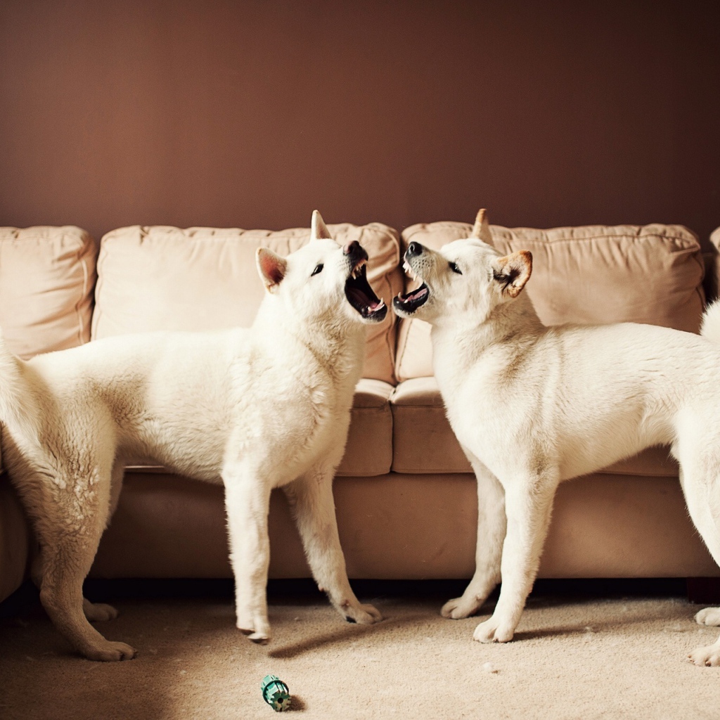 Две собаки акита-ину злятся