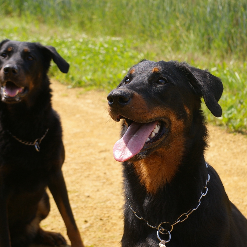 Две собаки породы босерон сидят на дороге