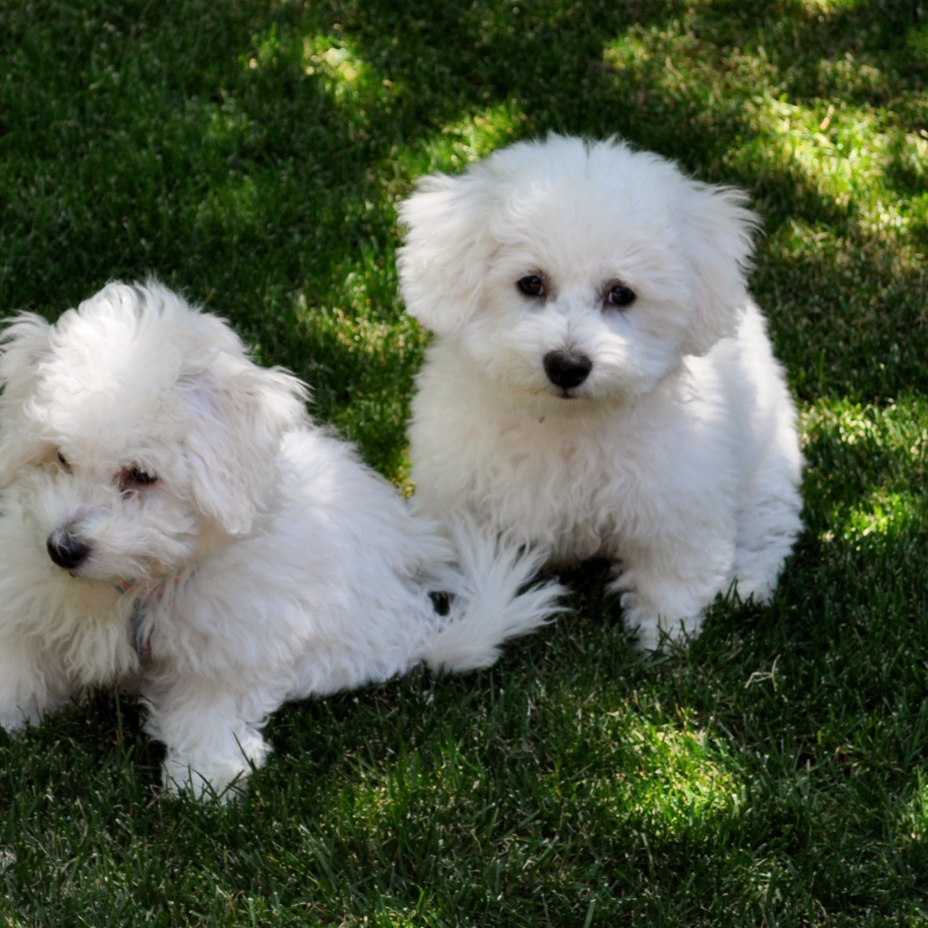 Две собаки породы бишон-фриз отдыхают на траве