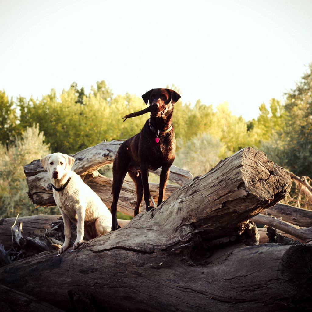 Две собаки на природе