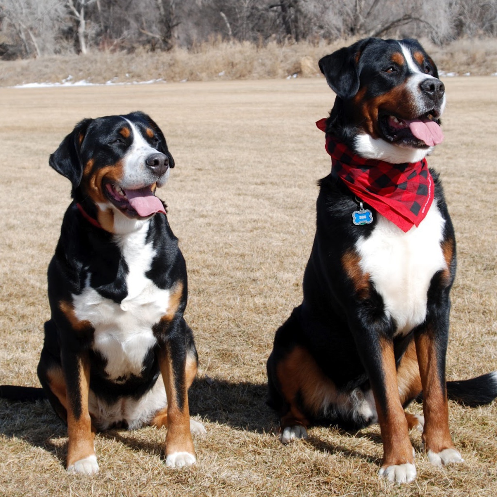 Два больших швейцарских зенненхунда в поле