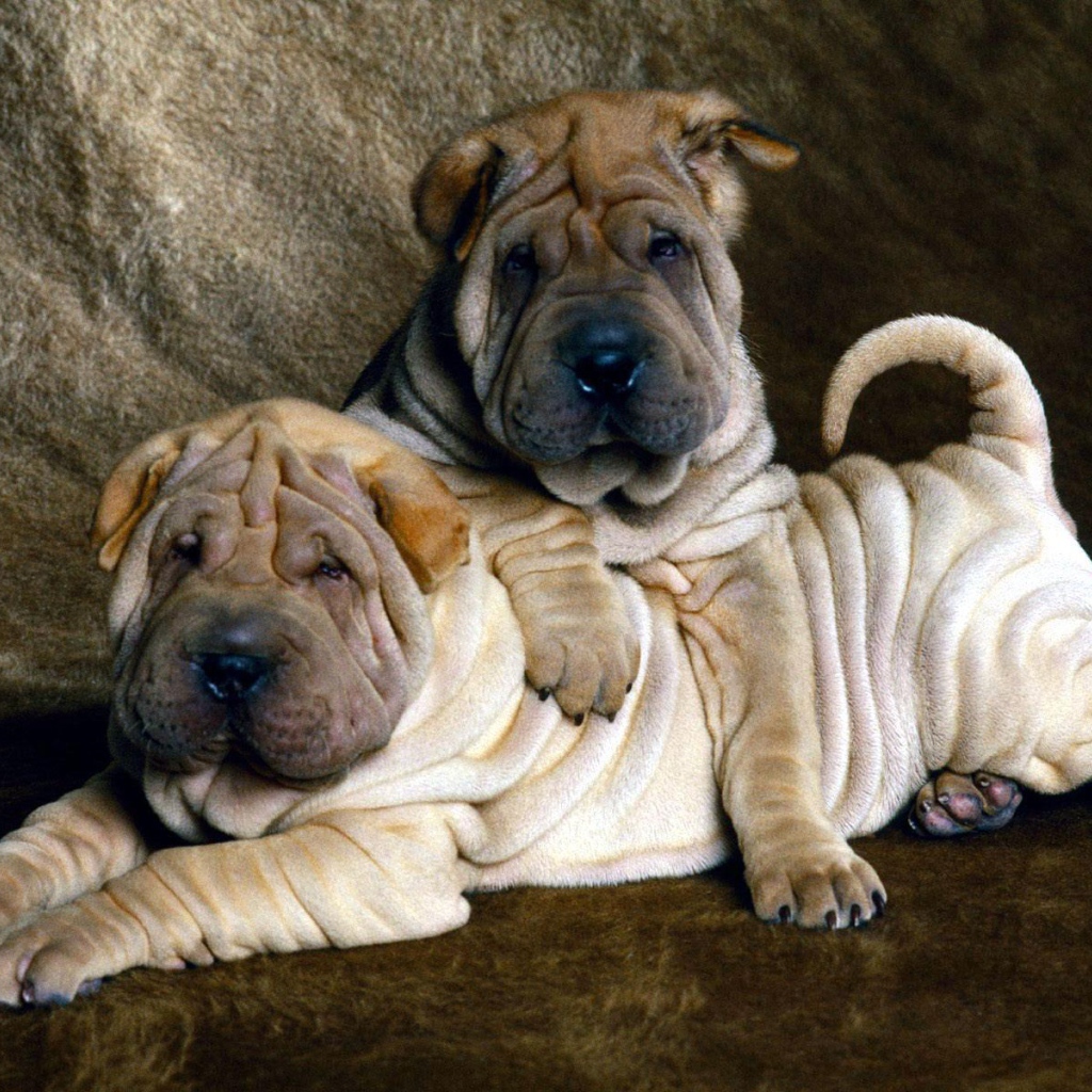 Два маленьких щенка шарпей