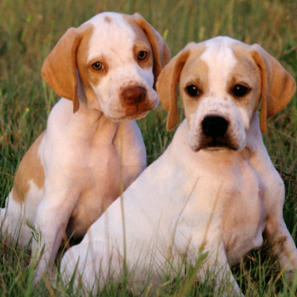 Два щенка Пойнтер сидят на траве