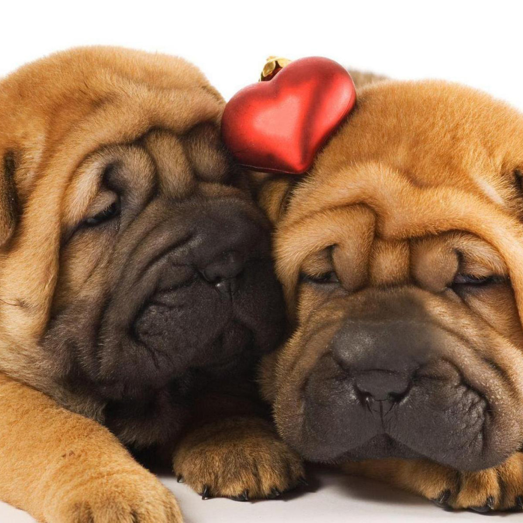 Два щенка шарпей в любви