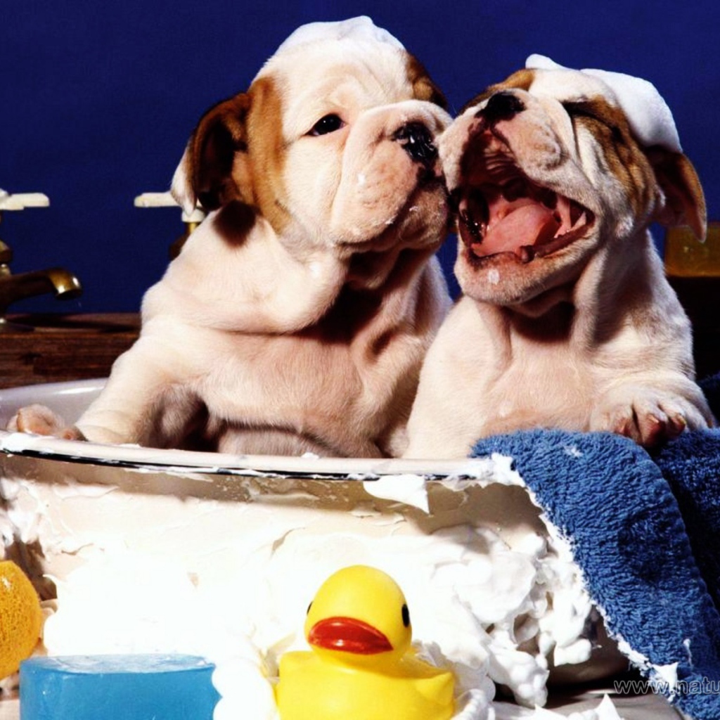 Щенки шарпея принимает ванну
