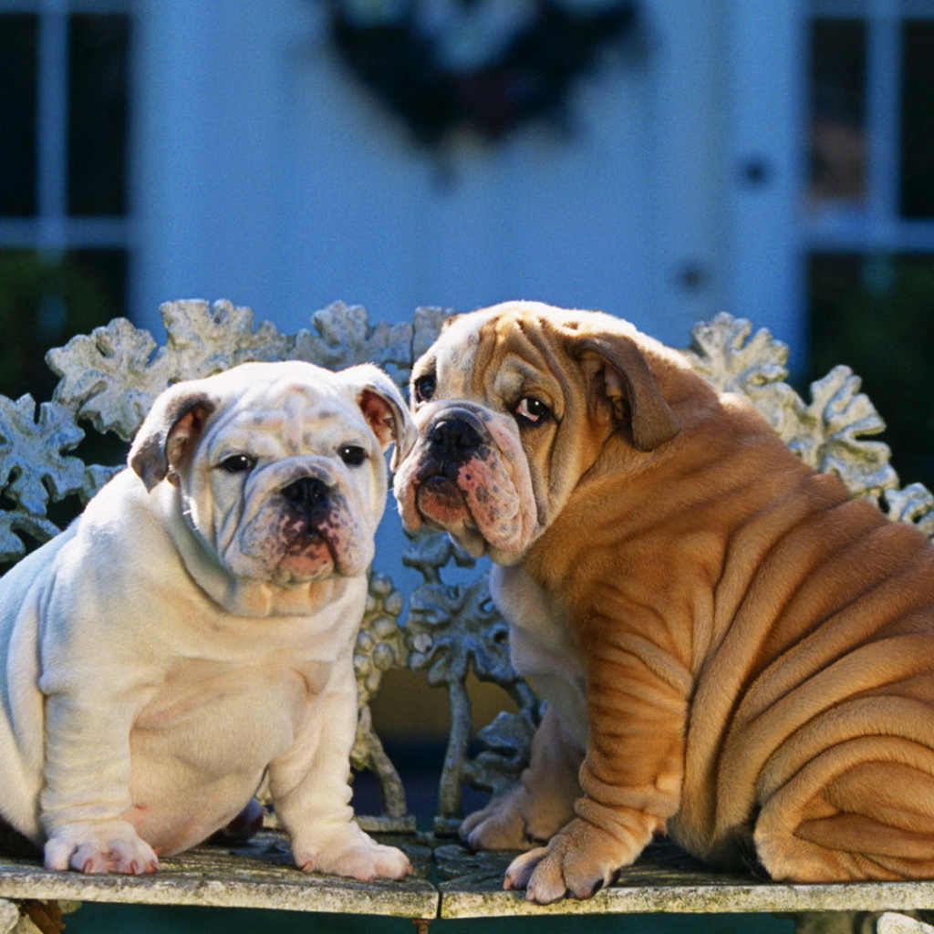 Два шарпея сидят на скамейке