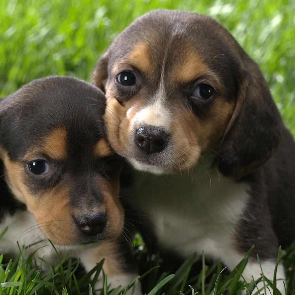 Два крохотных щенка породы бигль на траве