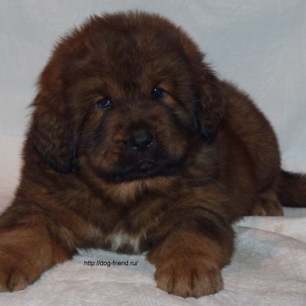 Очень маленький щенок тибетского мастифа