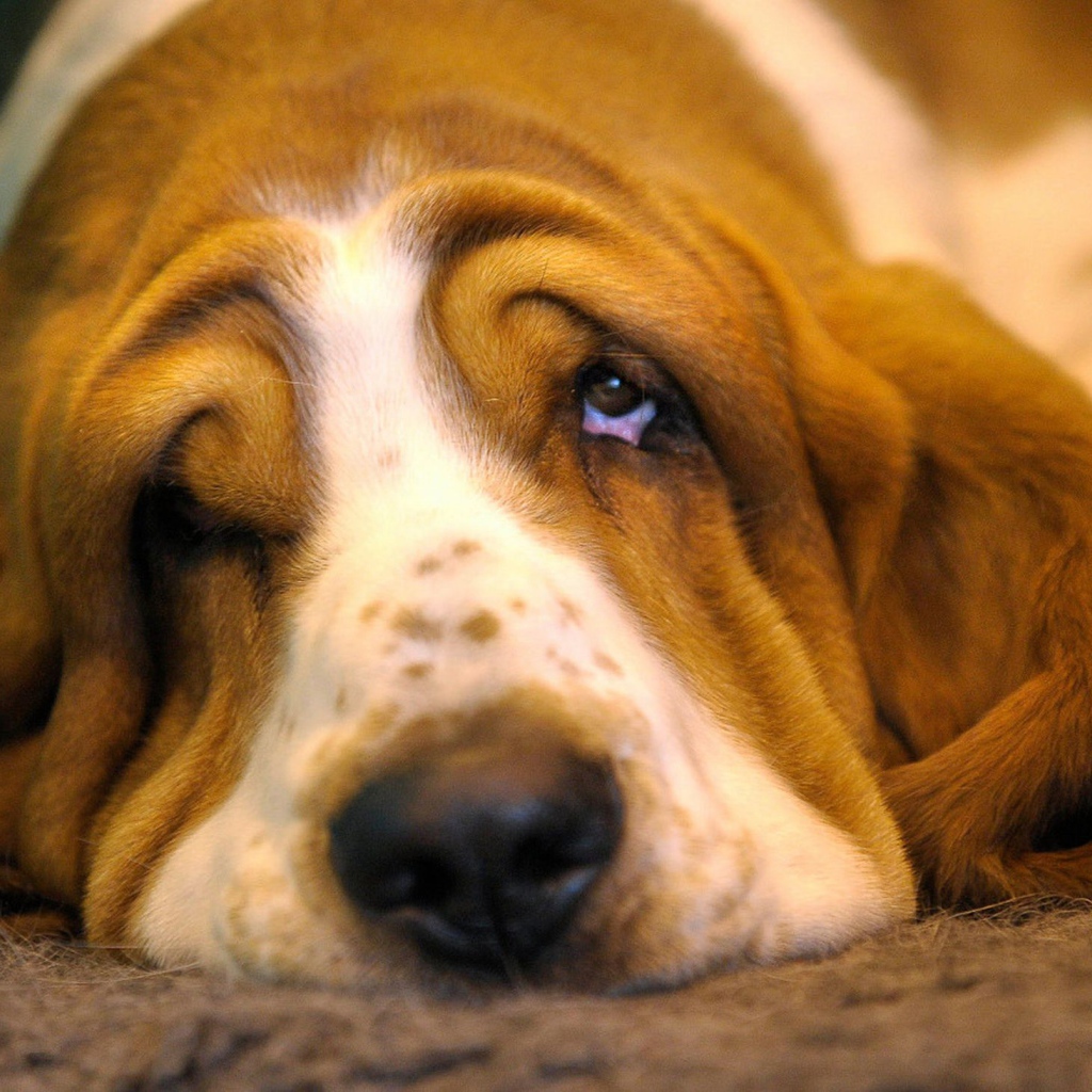 Очень грустный бассет-хаунд