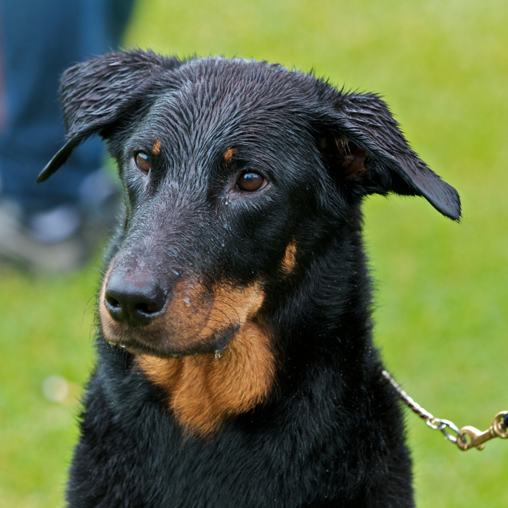 Мокрый босерон на поводке