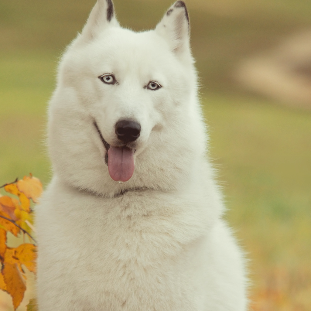 Белый Сибирский хаски