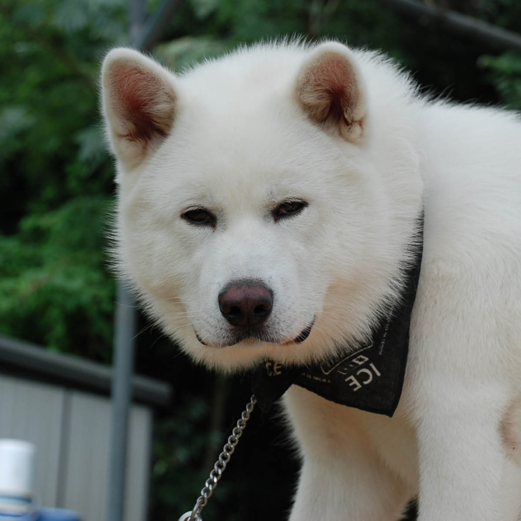 Белая взрослая акита-ину