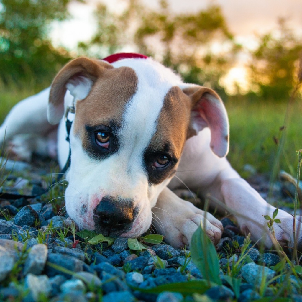 Белый боксёр лежит на камнях