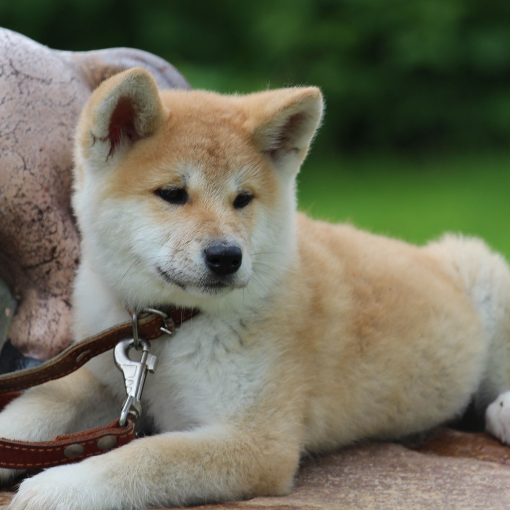 Молодая акита-ину на камне