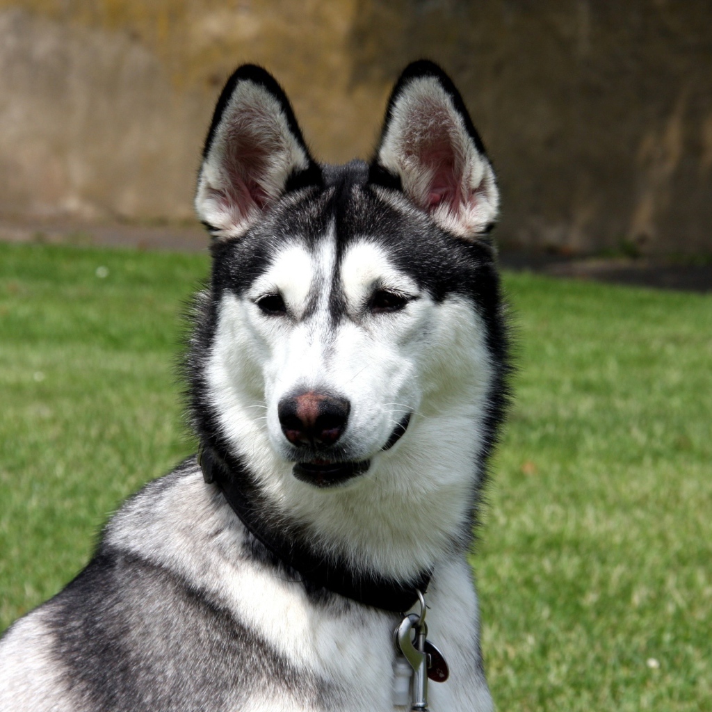 Молодой аляскинский маламут на улице