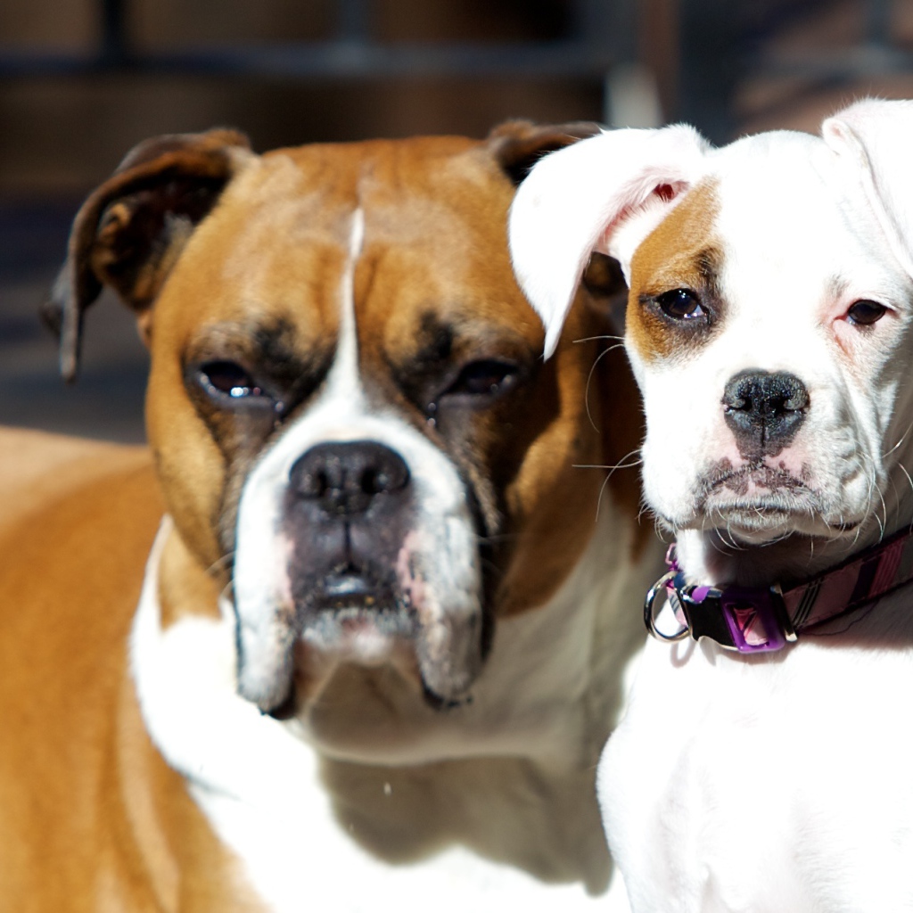 Молодой и взрослый боксеры