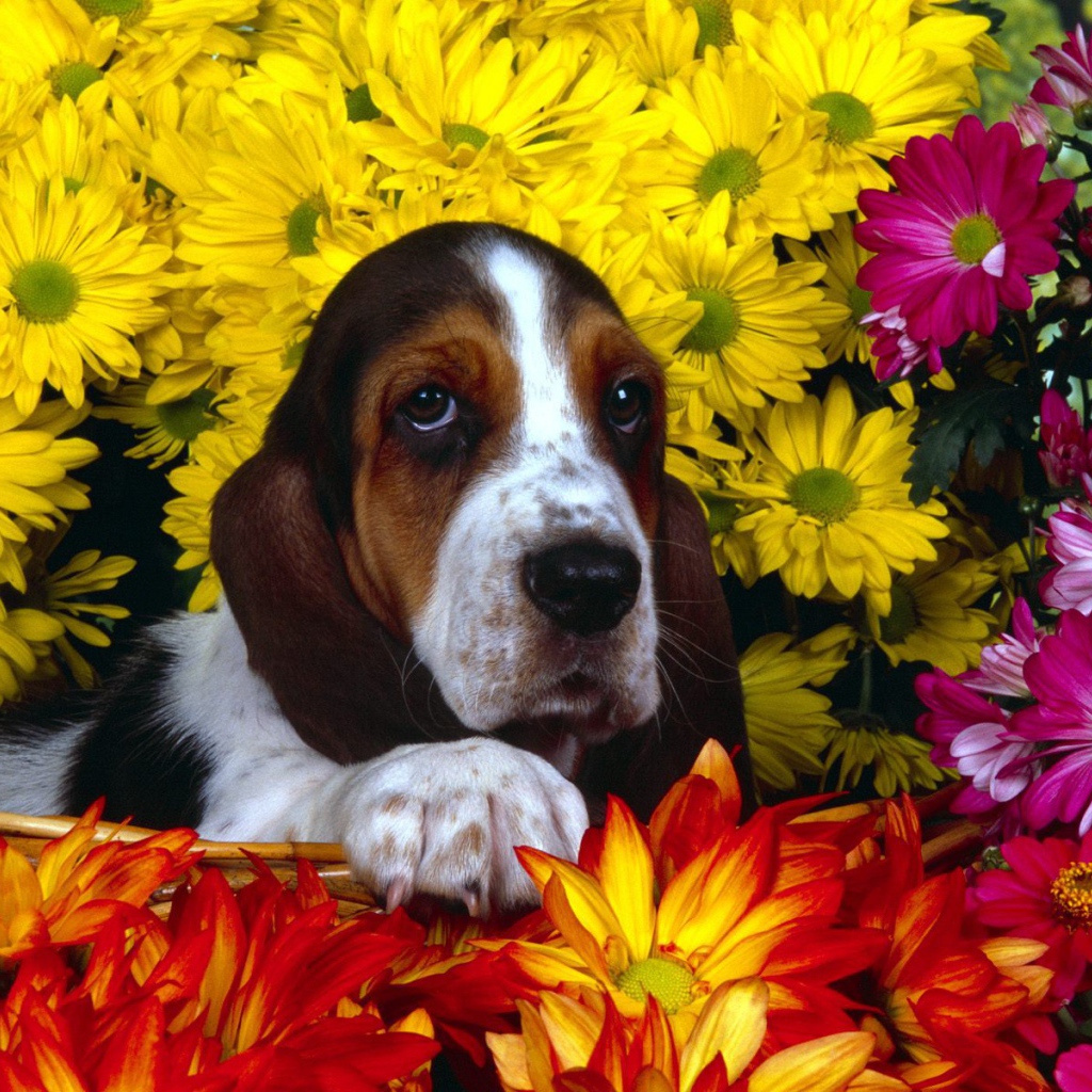 Молодой бассет-хаунд в цветах