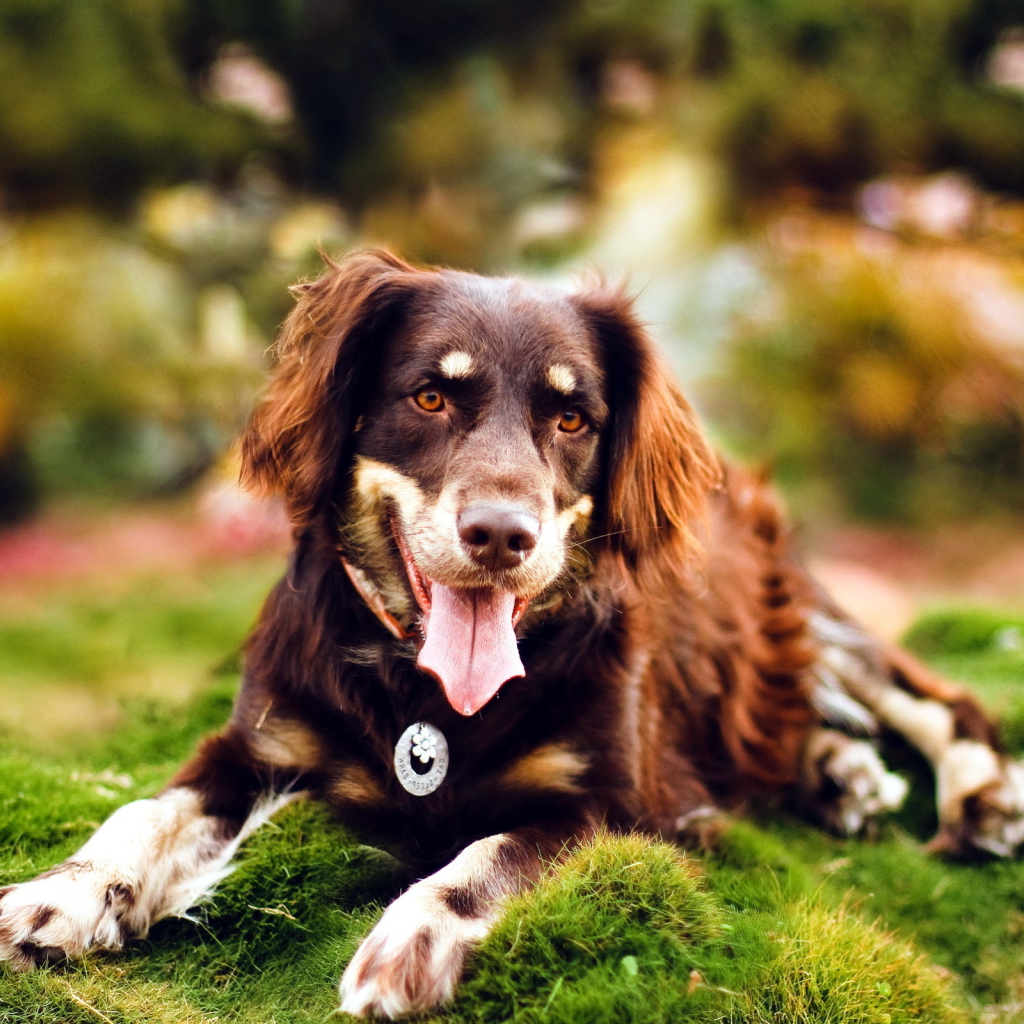 Молодая красивая австралийская овчарка