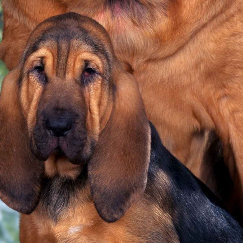 Молодой бладхаунд с мамой