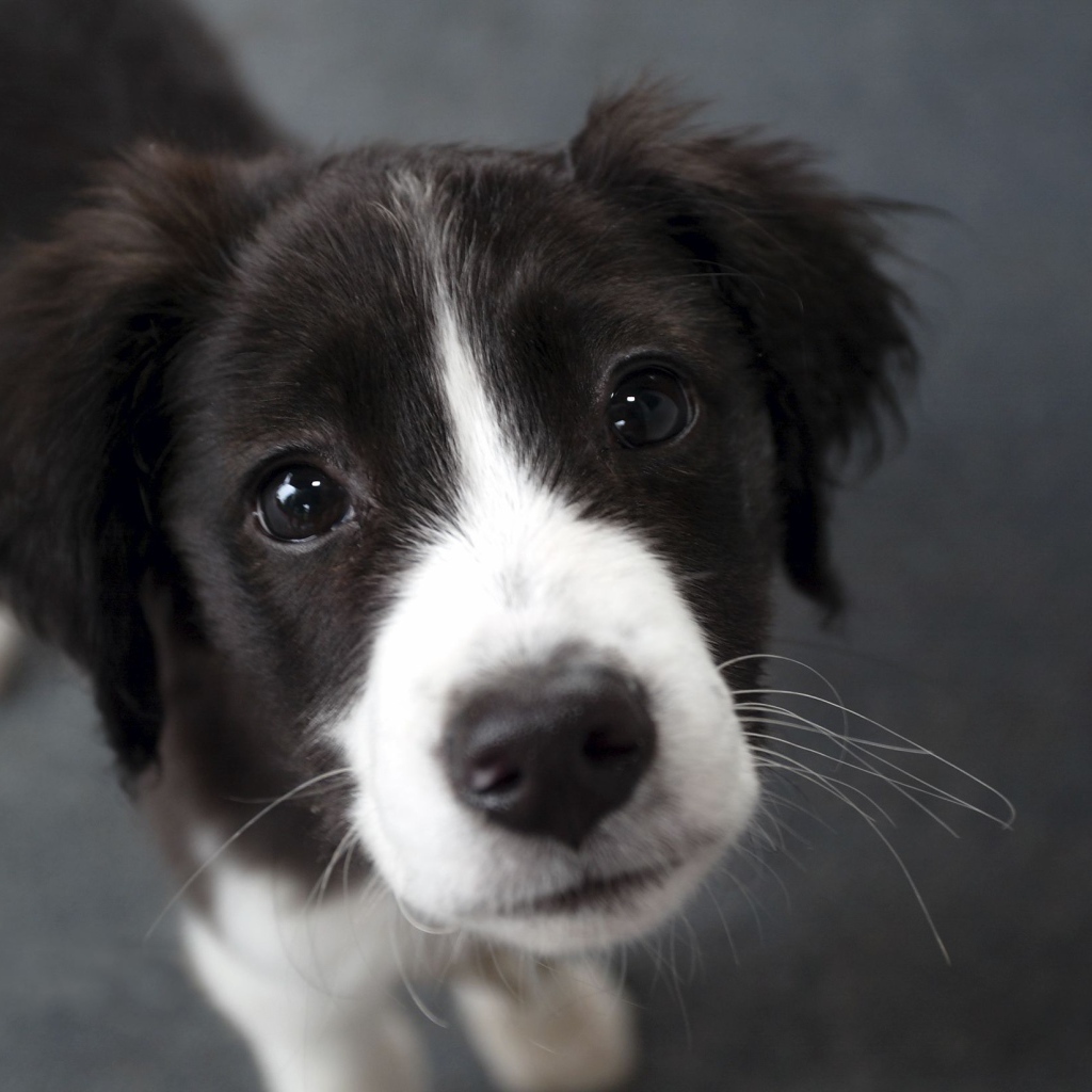 Молодая бордер-колли крупным планом