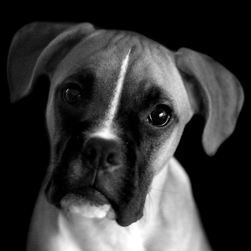 Молодой боксёр, чёрно-белая картинка