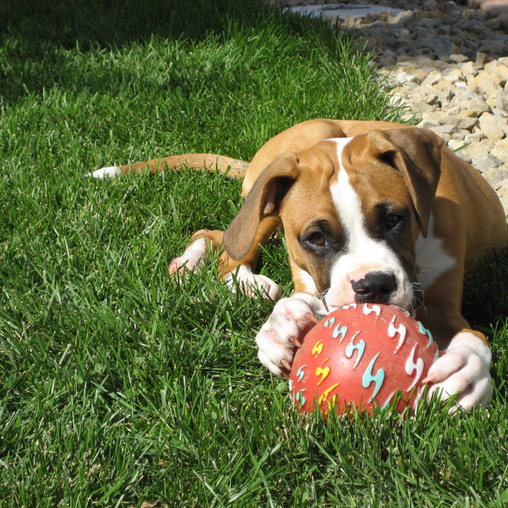 Молодой боксёр с мячом