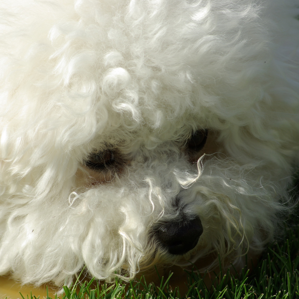 Молодая собака породы бишон-фриз крупным планом