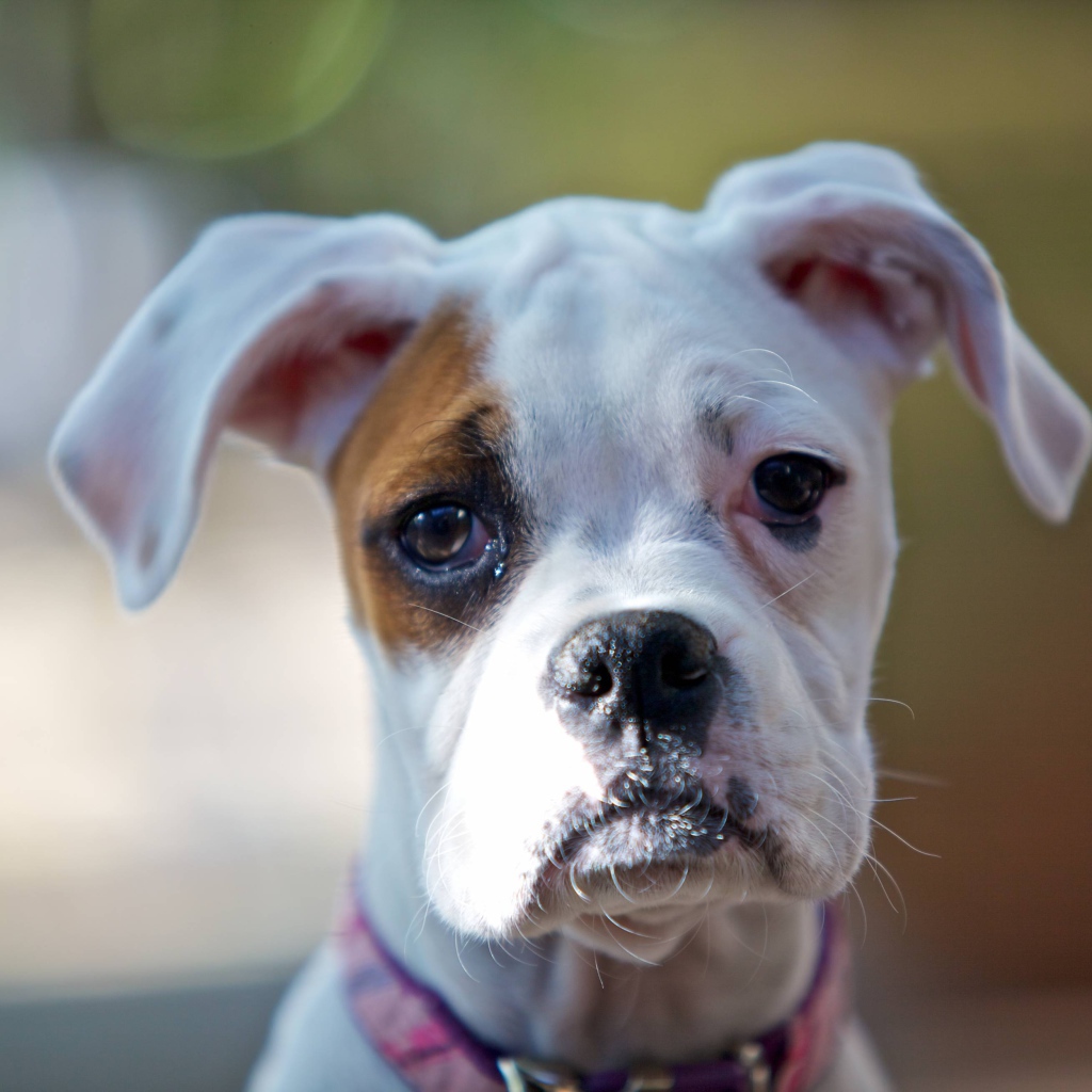 Молодой белый боксёр