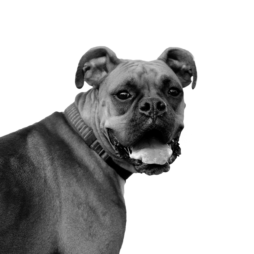 Красивый боксёр, чёрно-белое фото