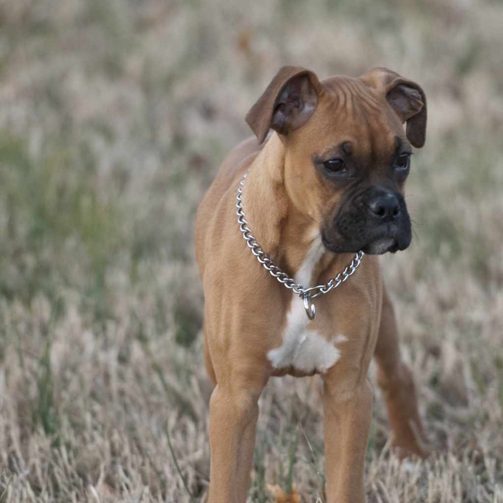 Красивый щенок боксёра кого-то увидел